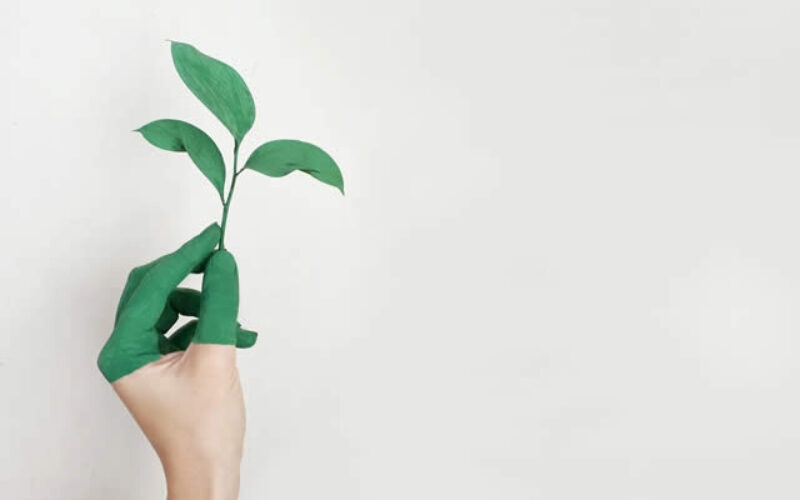 The Benefits of Moving into a Green Home