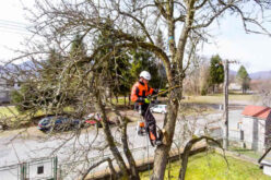 Checklist For Hiring The Best Tree Arborist