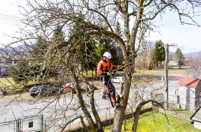 Hiring The Best Tree Arborist: Key Checklist to Use