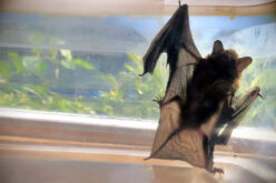 Steps To Remove a Bat From Your Home