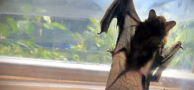 Steps To Remove a Bat From Your Home