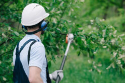 All You Need To Know About Tree Pruning Services