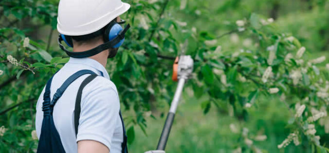 All You Need To Know About Tree Pruning Services