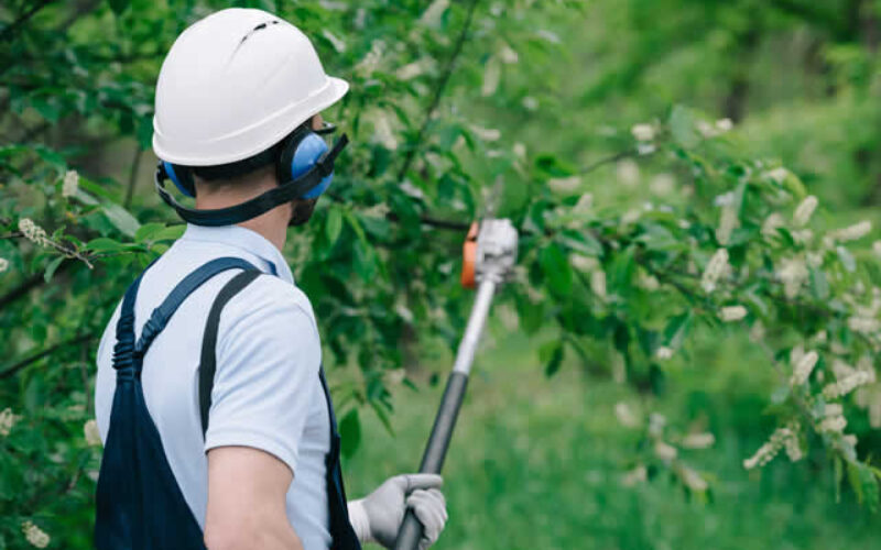 All You Need To Know About Tree Pruning Services