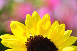 Gardening Maintenance Tips