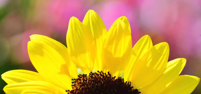 Gardening Maintenance Tips