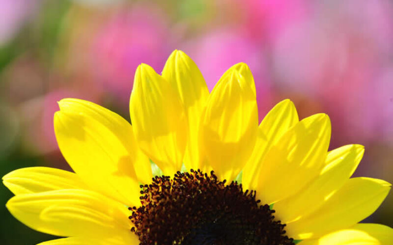 Gardening Maintenance Tips