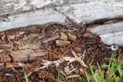 4 Things to Look for When You Expect You Have Termites