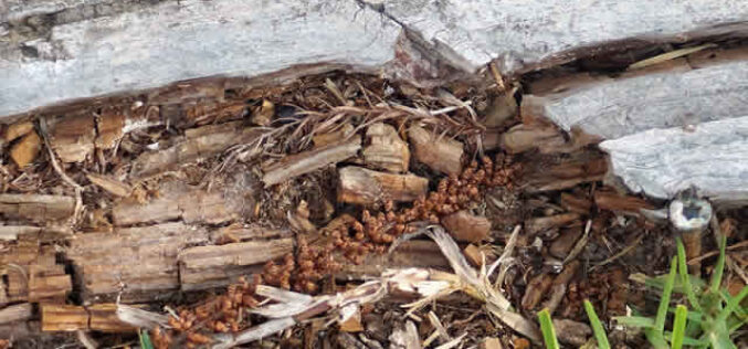 4 Things to Look for When You Expect You Have Termites