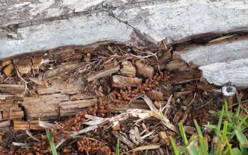 4 Things to Look for When You Expect You Have Termites