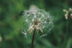 Best Natural & Affordable Weed Killers to Keep Your Garden In Shape