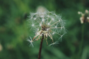 Best Natural & Affordable Weed Killers to Keep Your Garden In Shape