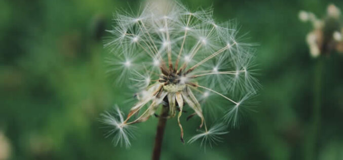 Best Natural & Affordable Weed Killers to Keep Your Garden In Shape