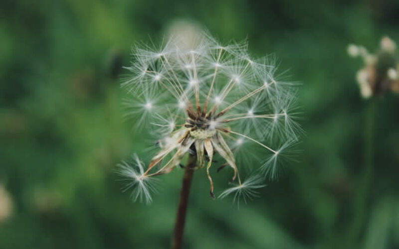 Best Natural & Affordable Weed Killers to Keep Your Garden In Shape
