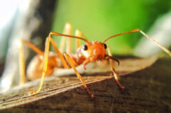 How to Get Rid of Ants and Other Bugs