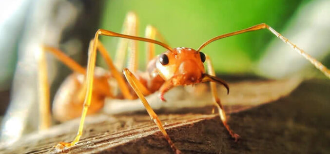 How to Get Rid of Ants and Other Bugs