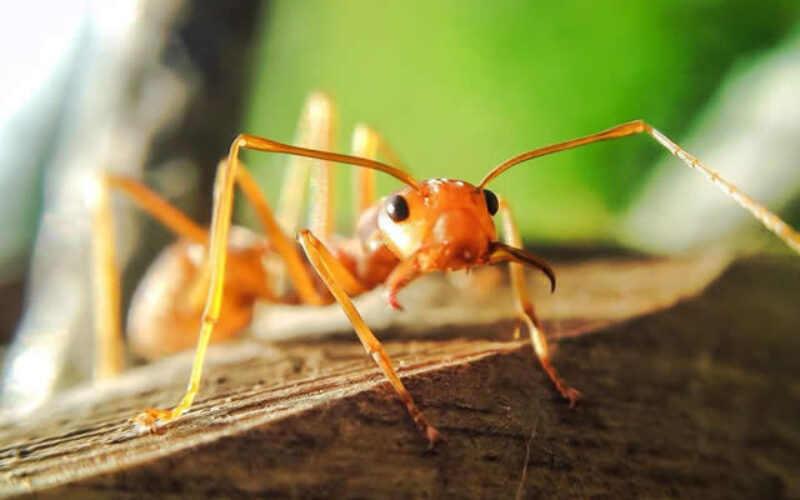 How to Get Rid of Ants and Other Bugs