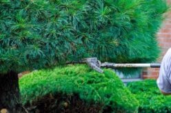 The Importance of Backyard Maintenance When Selling Your Home