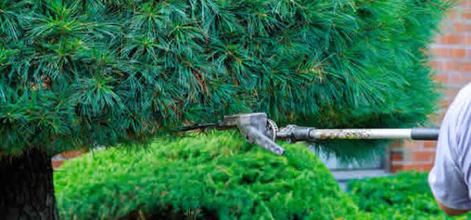 The Importance of Backyard Maintenance When Selling Your Home