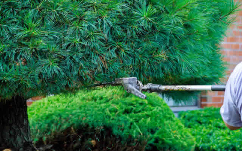 The Importance of Backyard Maintenance When Selling Your Home