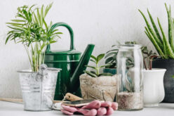 How to Use Plants In Interior Design