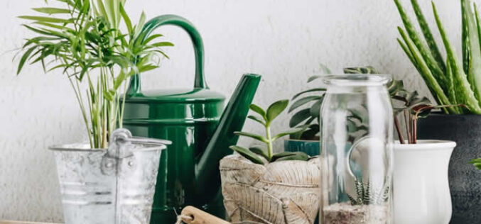 How to Use Plants In Interior Design