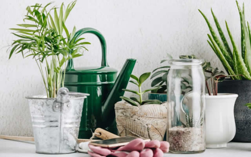 How to Use Plants In Interior Design