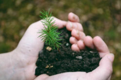Six Ways You Can Keep Your Trees Alive All Year Round