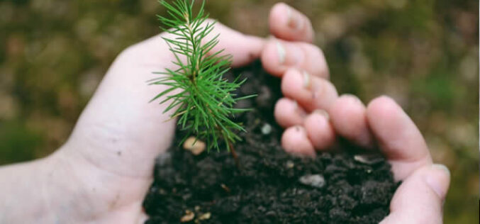 Six Ways You Can Keep Your Trees Alive All Year Round