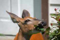 What to Know About Wildlife Removal Services