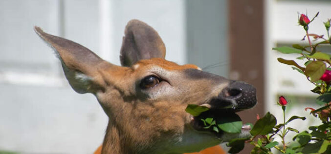 What to Know About Wildlife Removal Services