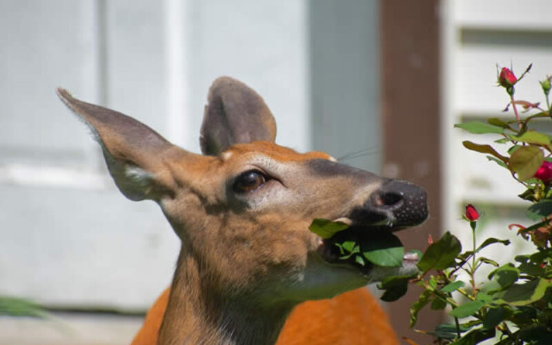 What to Know About Wildlife Removal Services