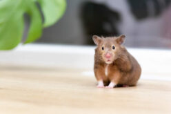 3 Tips for Getting and Keeping Your Home Pest Free
