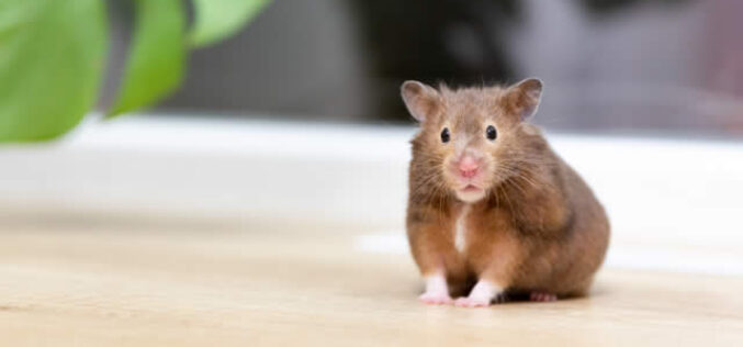 3 Tips for Getting and Keeping Your Home Pest Free