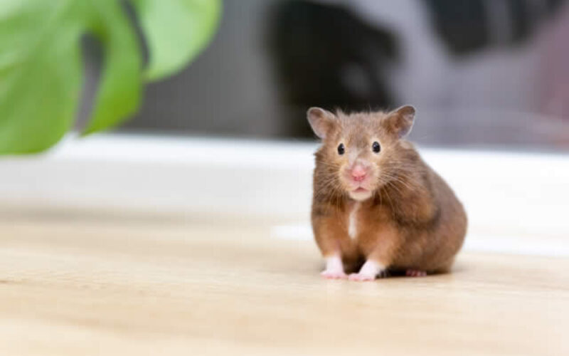 3 Tips for Getting and Keeping Your Home Pest Free