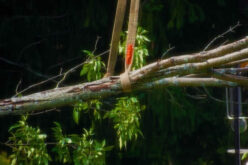 The Top Signs of a Dangerous Tree Removal Job