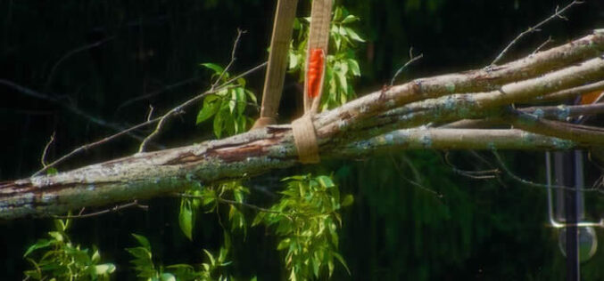 The Top Signs of a Dangerous Tree Removal Job