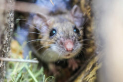 5 Things Attracting Rodents into Your Home