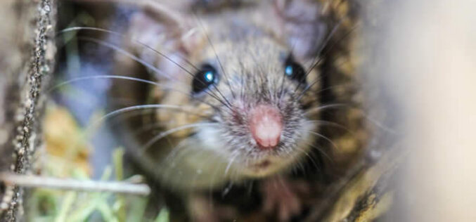 5 Things Attracting Rodents into Your Home