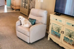 4 Ways to Negotiate with Landlords about Keeping Pets in the Home