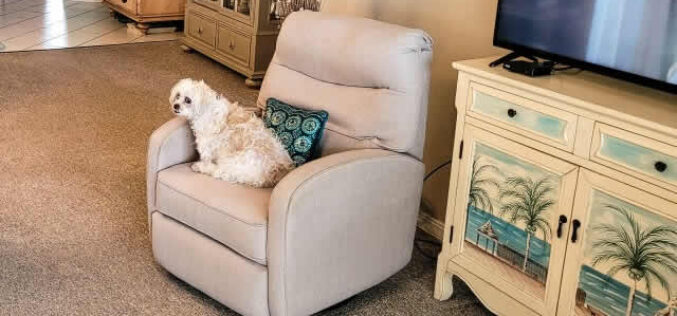 4 Ways to Negotiate with Landlords about Keeping Pets in the Home
