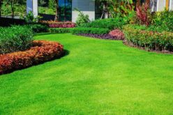 The Best Ways You Can Keep Your Yard Nice for the Summer