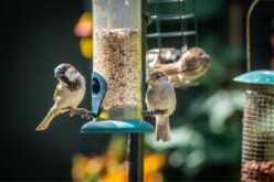 How To Make Your Backyard More Bird Friendly