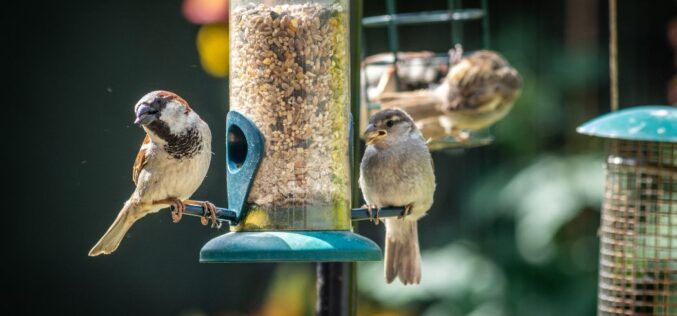 How To Make Your Backyard More Bird Friendly