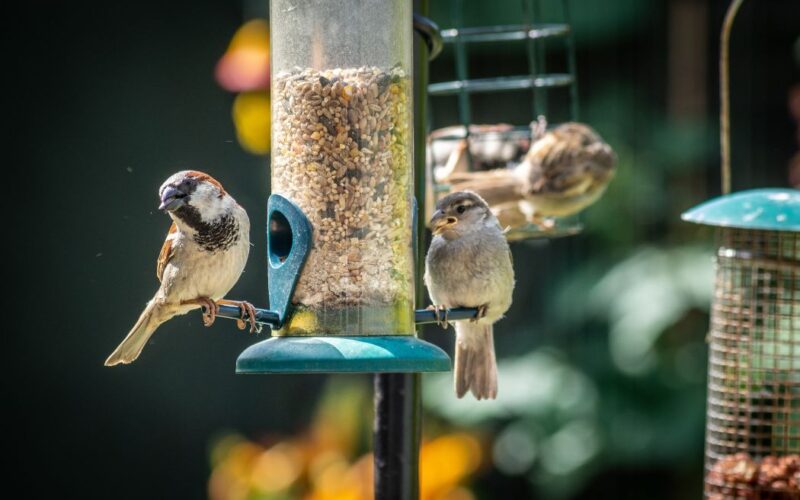 How To Make Your Backyard More Bird Friendly