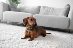 What to Check When Renting a Pet-Friendly Apartment?