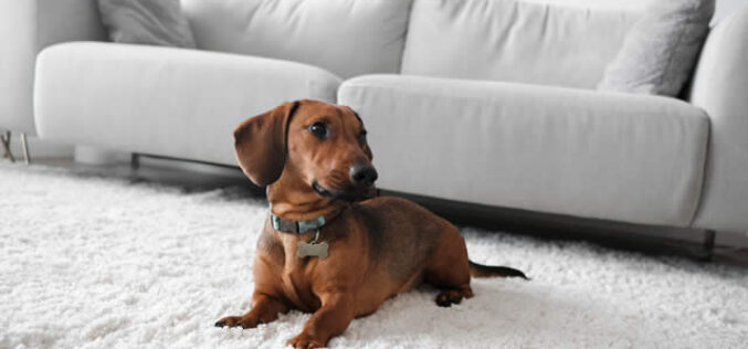 What to Check When Renting a Pet-Friendly Apartment?