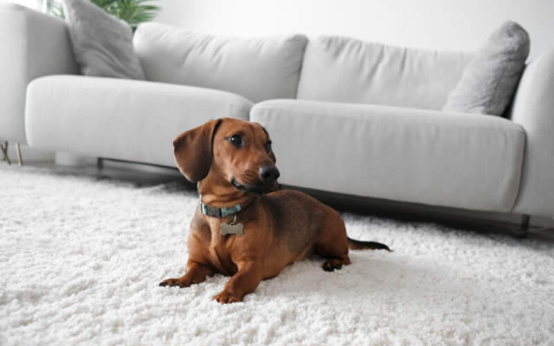 What to Check When Renting a Pet-Friendly Apartment?