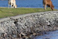 Why Choose Professional Seawall Construction