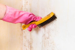 6 Tips For Choosing A Mold Removal Company